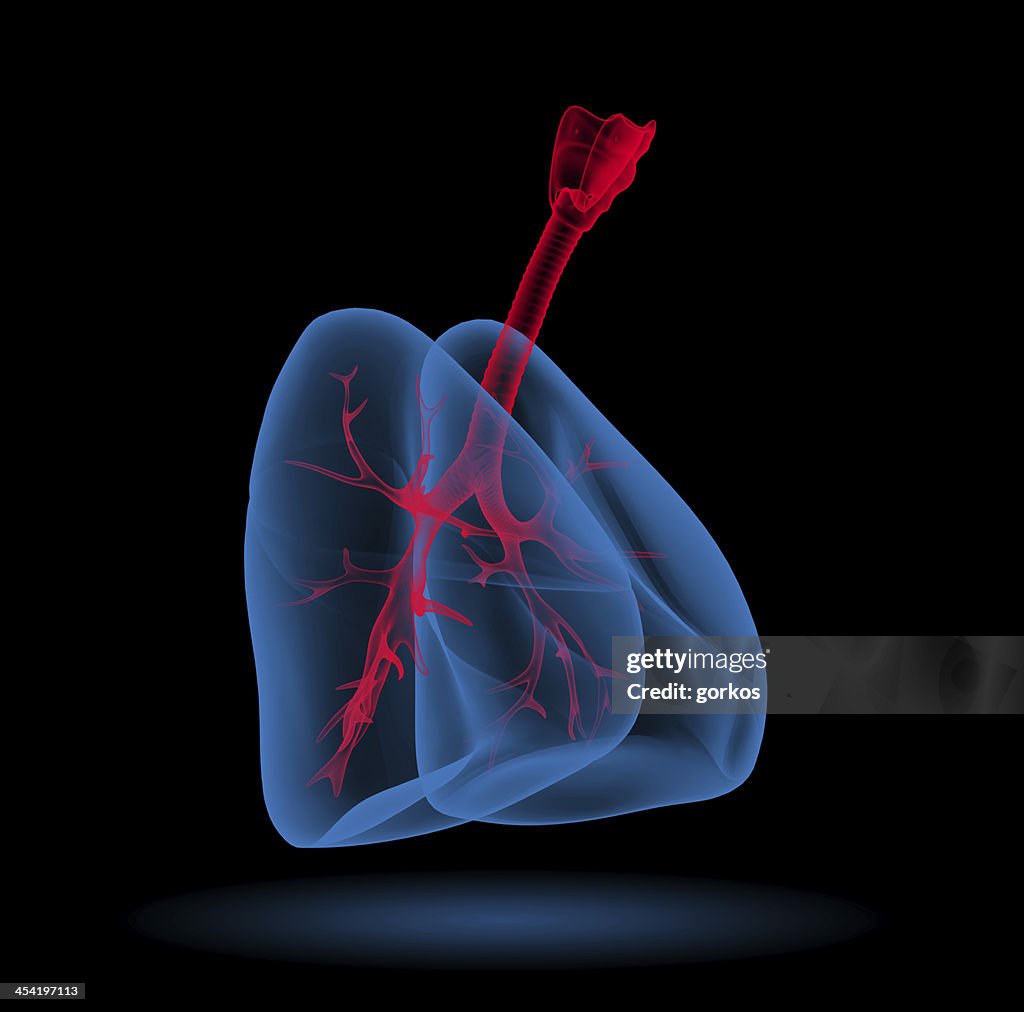 3D medical illustration - lungs with visible bronchi