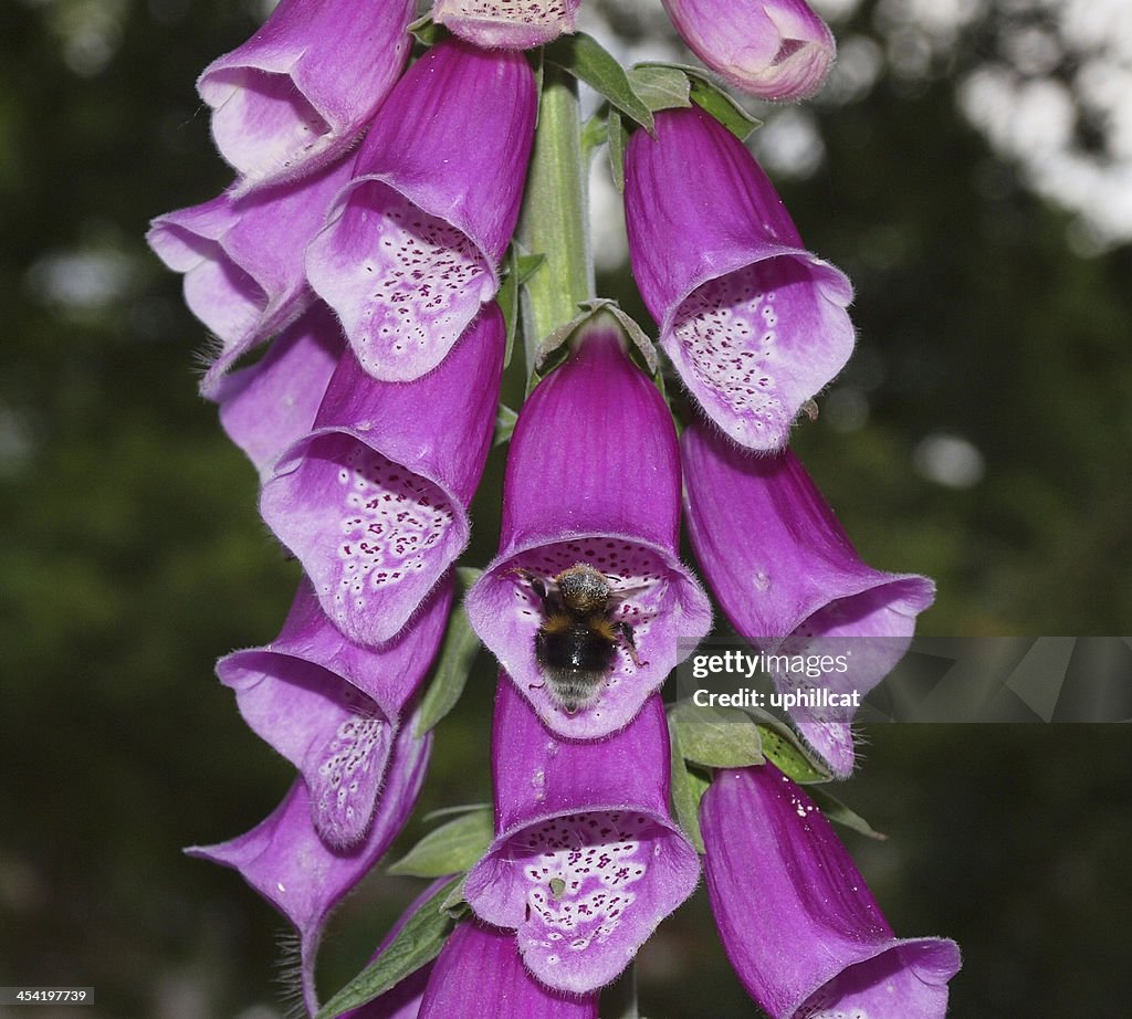 Foxglove with Bee