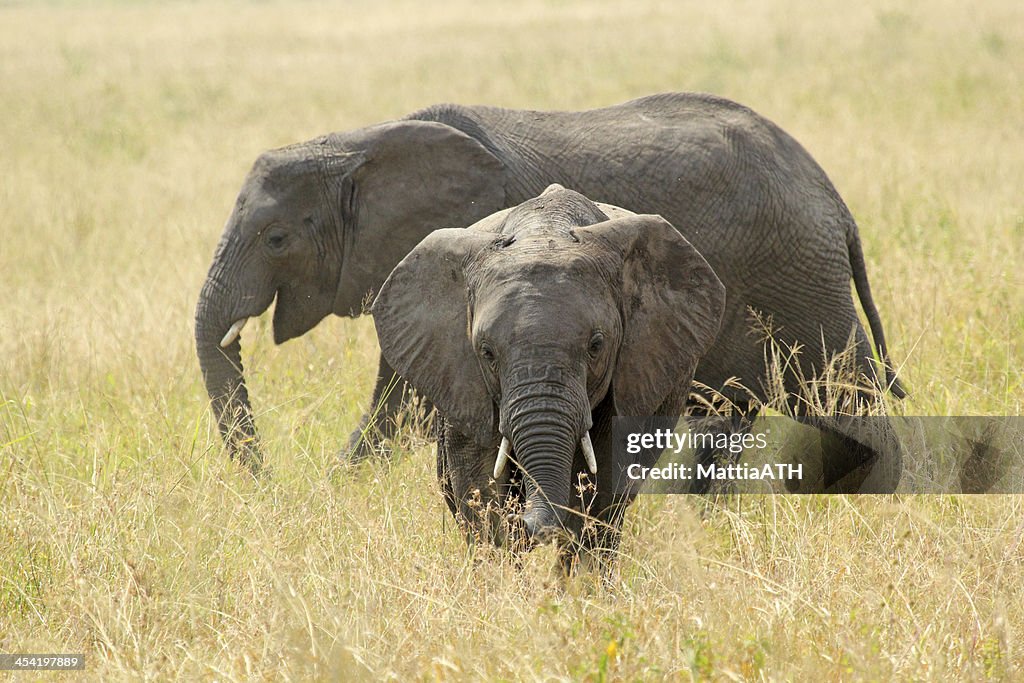 Young african elephants