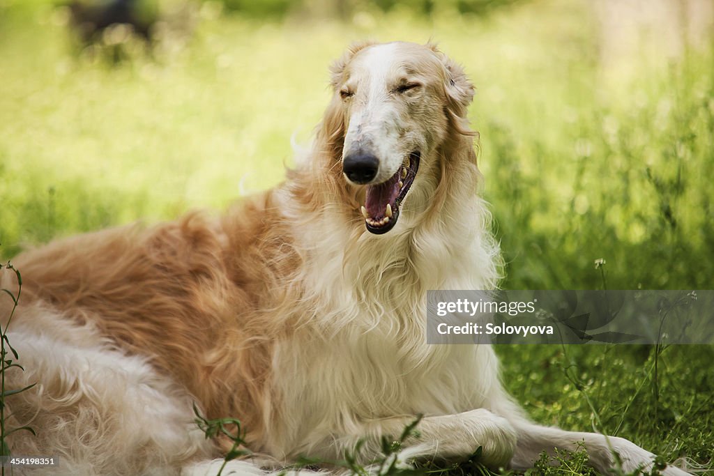 Russian Borzoi burebread dog funny smiling