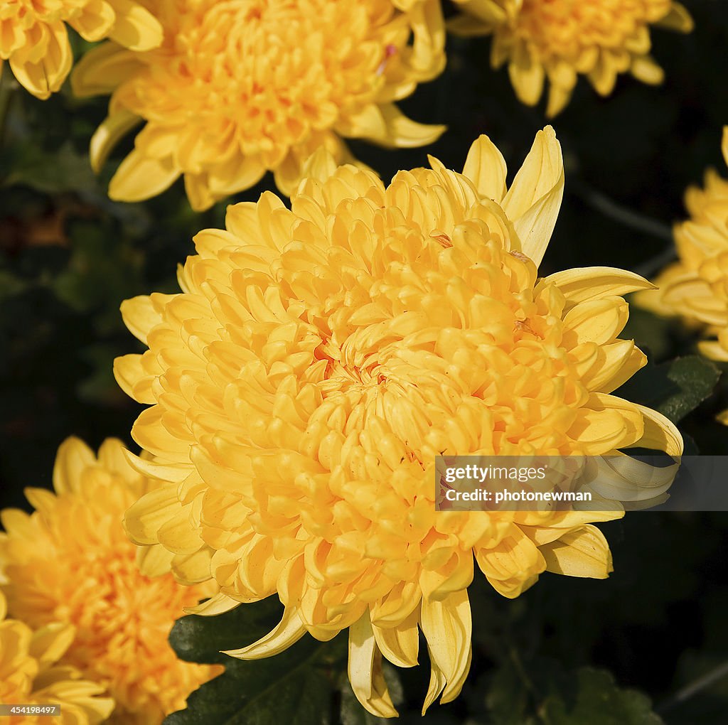 Beautiful yellow chrysanthemum flowers