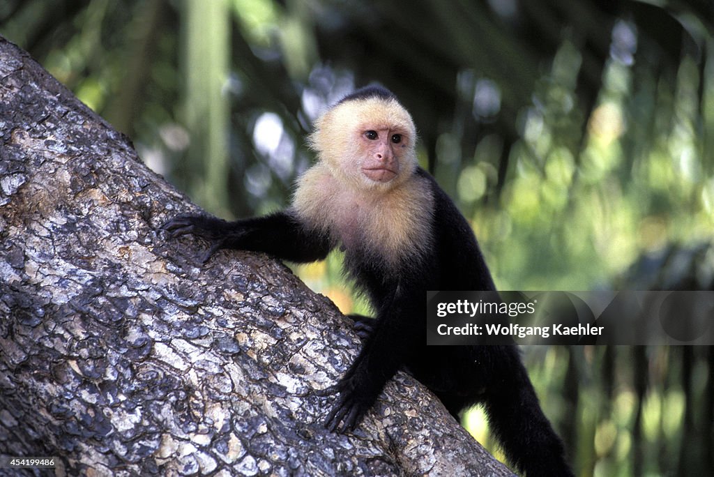 Costa Rica, Manuel Antonio Np, Rain Forest, White-faced...