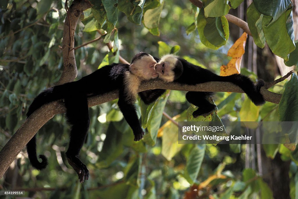 Costa Rica, Manuel Antonio Np, Rain Forest, White-faced...