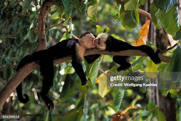 Costa Rica, Manuel Antonio Np, Rain Forest, White-faced Capuchin Monkeys, Baby Playing.