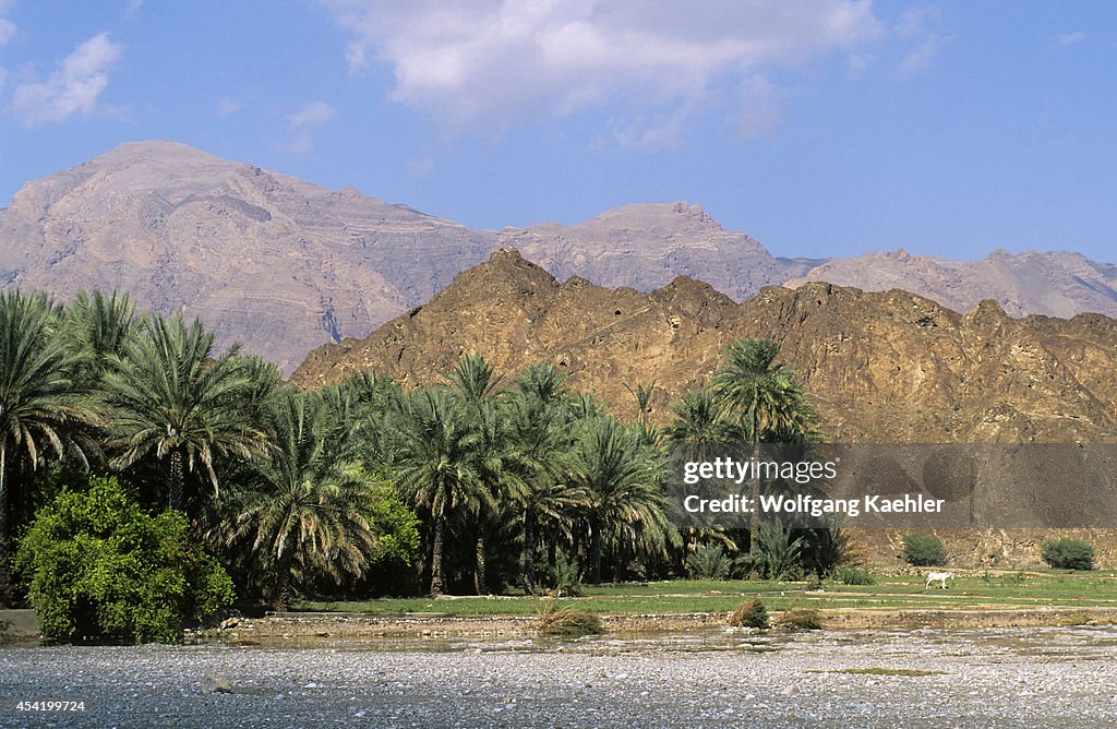 Oman, Near Muscat, Landscape With Palm Trees...