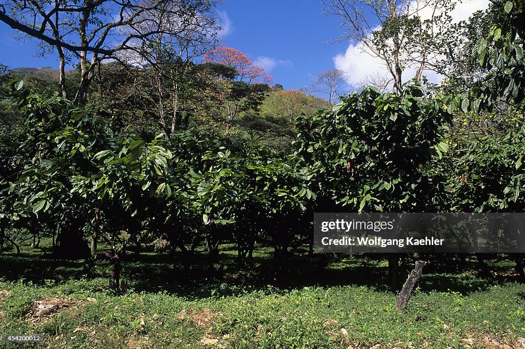 Tobago, Cocoa Plantation...