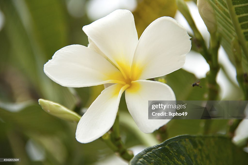 Fleurs de frangipanier