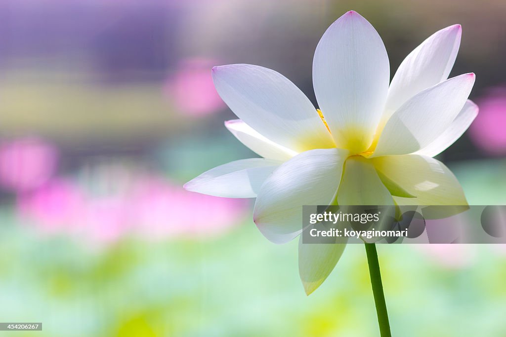 White lotus flower