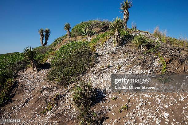 Shell Midden Nz Midden Photos and Premium High Res Pictures - Getty Images