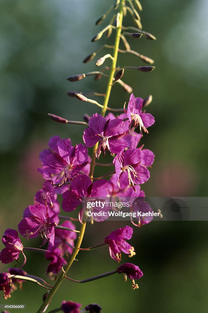 Russia, Siberia, Yenisey River, Lebed, Nature Preserve,...