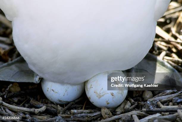 Ecuador, Galapagos Island, Tower Island, Nasca Booby Incubating.