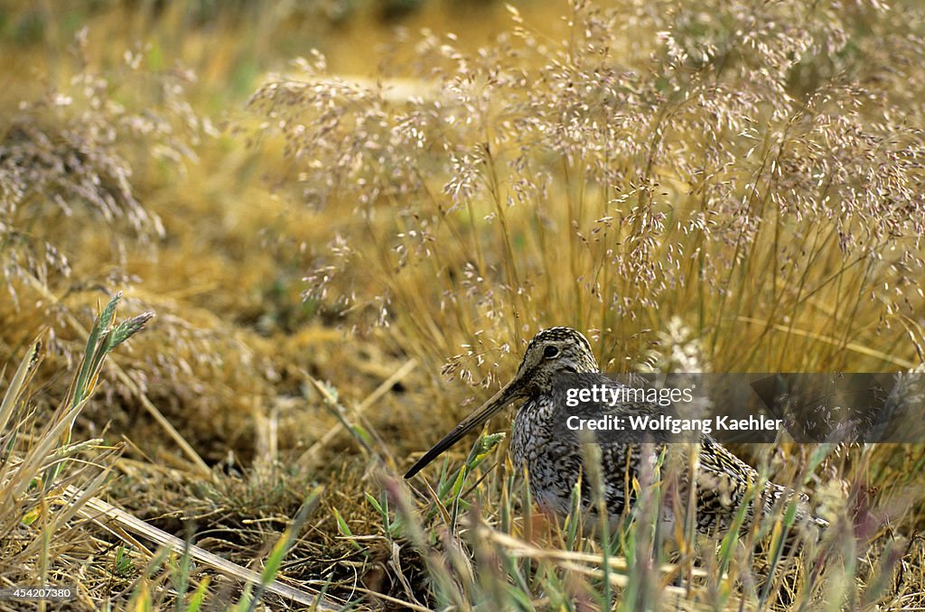 Falkland Islands, Carcass Island, Magellanic (paraguayan)...