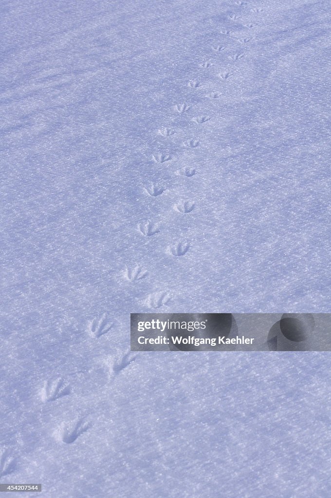 South Sandwich Islands, Zavodovski Island, Chinstrap...