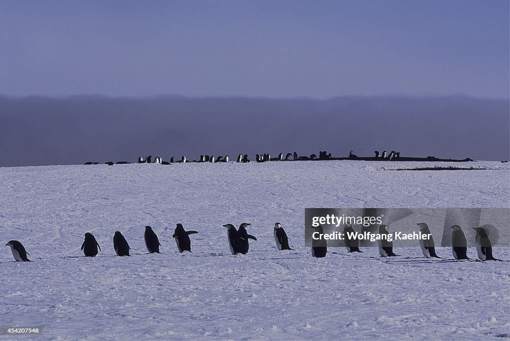 South Sandwich Islands, Zavodovski Island, Chinstrap...