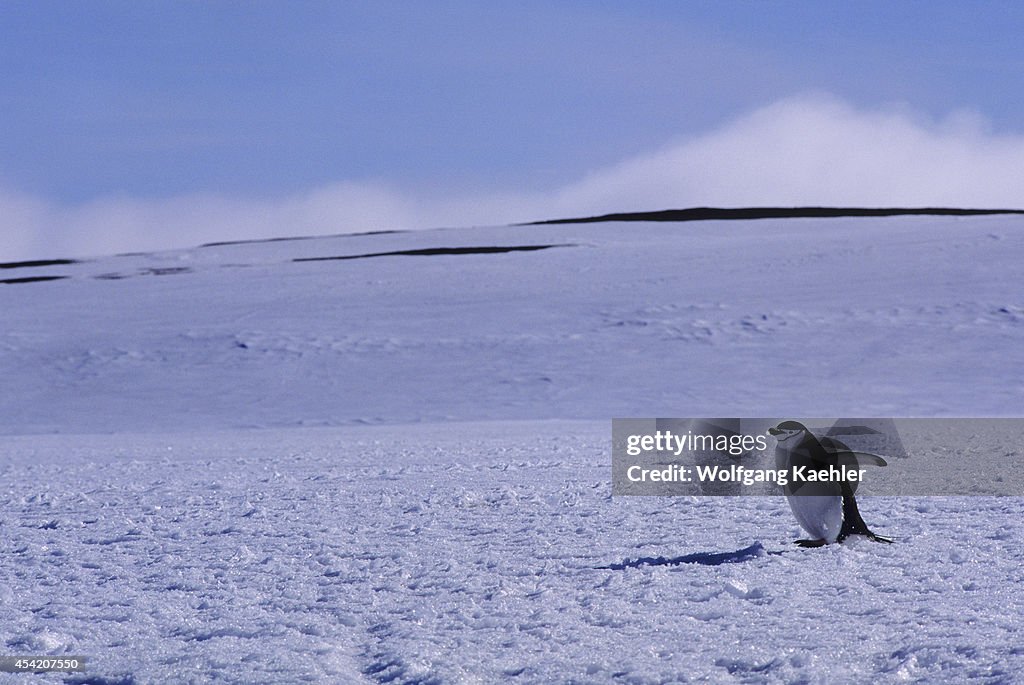 South Sandwich Islands, Zavodovski Island, Chinstrap...
