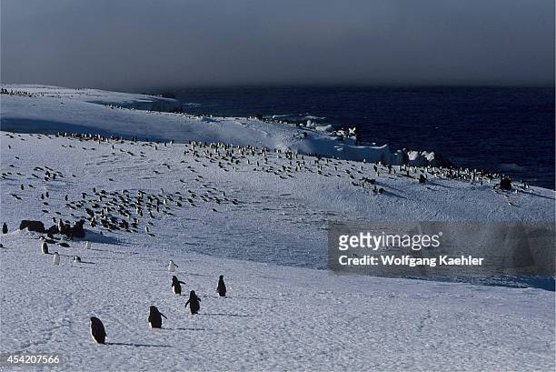 South Sandwich Islands, Zavodovski Island, Chinstrap Penguins At Nest Sites In Spring Which Is Still Covered With Snow.