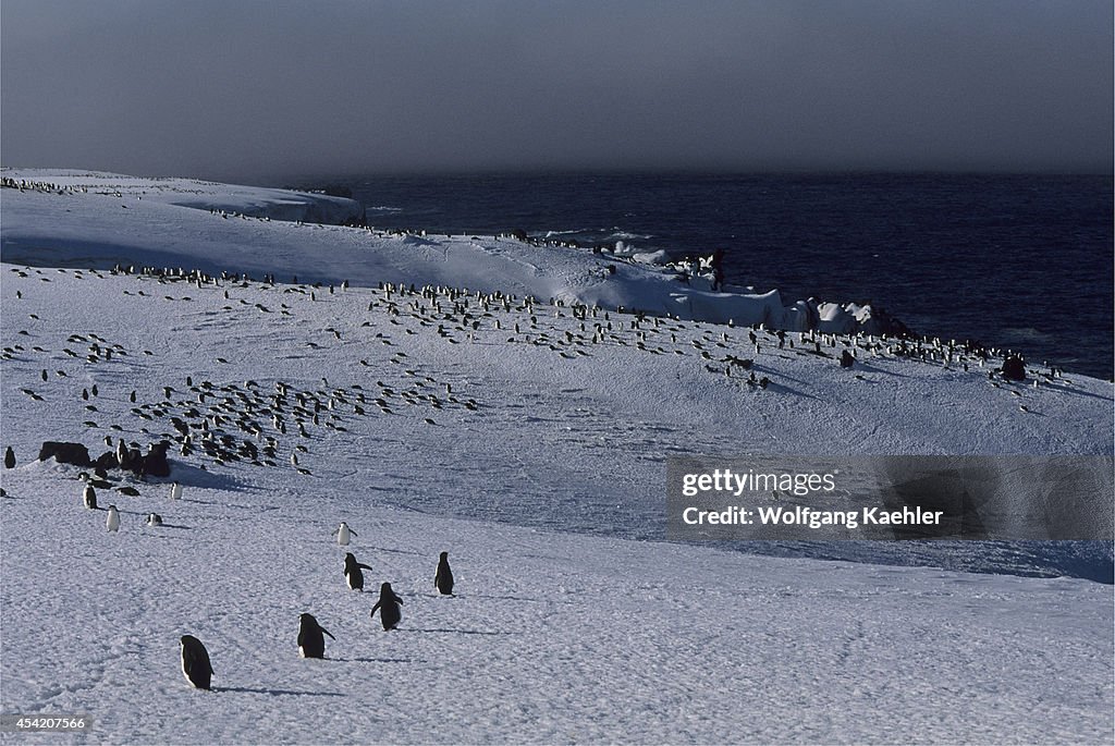 South Sandwich Islands, Zavodovski Island, Chinstrap...