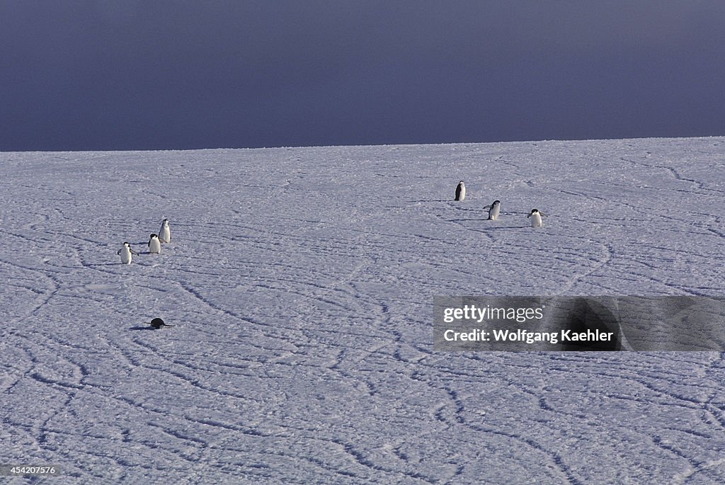 South Sandwich Islands, Zavodovski Island, Chinstrap...