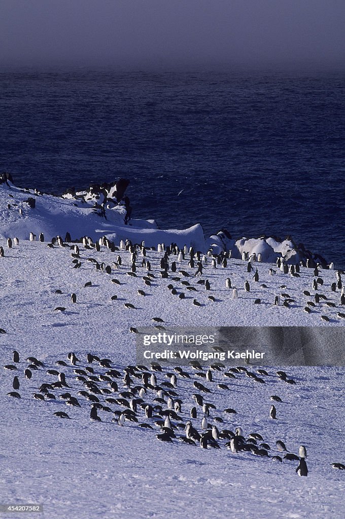 South Sandwich Islands, Zavodovski Island, Chinstrap...