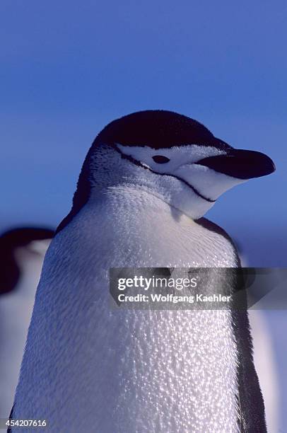 South Sandwich Islands, Zavodovski Island, Chinstrap Penguin, Portrait.