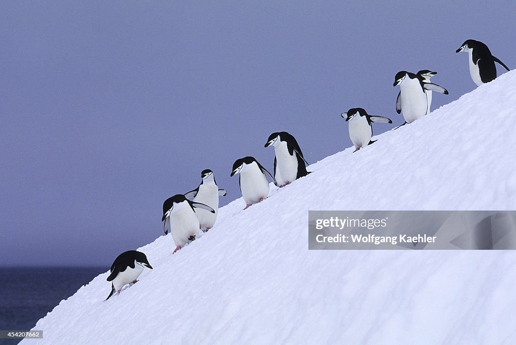 South Sandwich Islands, Candlemas Island, Chinstrap Penguins...