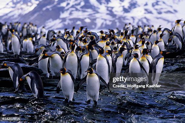 So. Georgia Is.,st.andrews Bay, King Penguins On Rocks Going/coming From Sea.