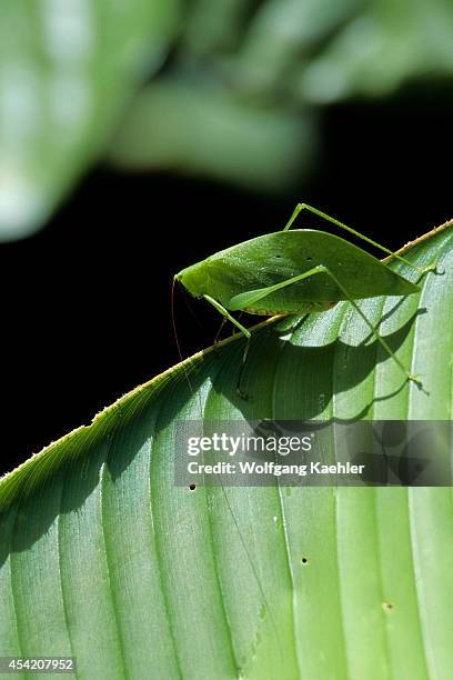 Ecuador, Amazon Basin, Near Coca, Rain Forest, Katydid, Mimicking Leaf.