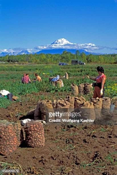 Russia, Kamchatka, Near Petropavlovsk, People Harvesting Potatoes From Private Fields.