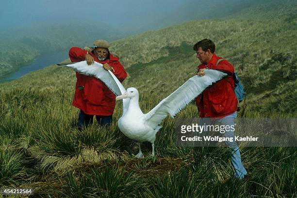 South Georgia, Wandering Albatross, Measured By Scientists.