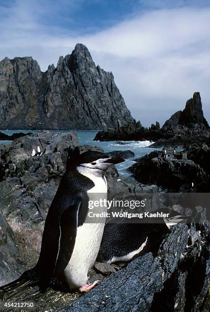 Antarctica, Elephant Isl. Lookout Point, Chinstrap Penguin Colony With Pair At Nest.