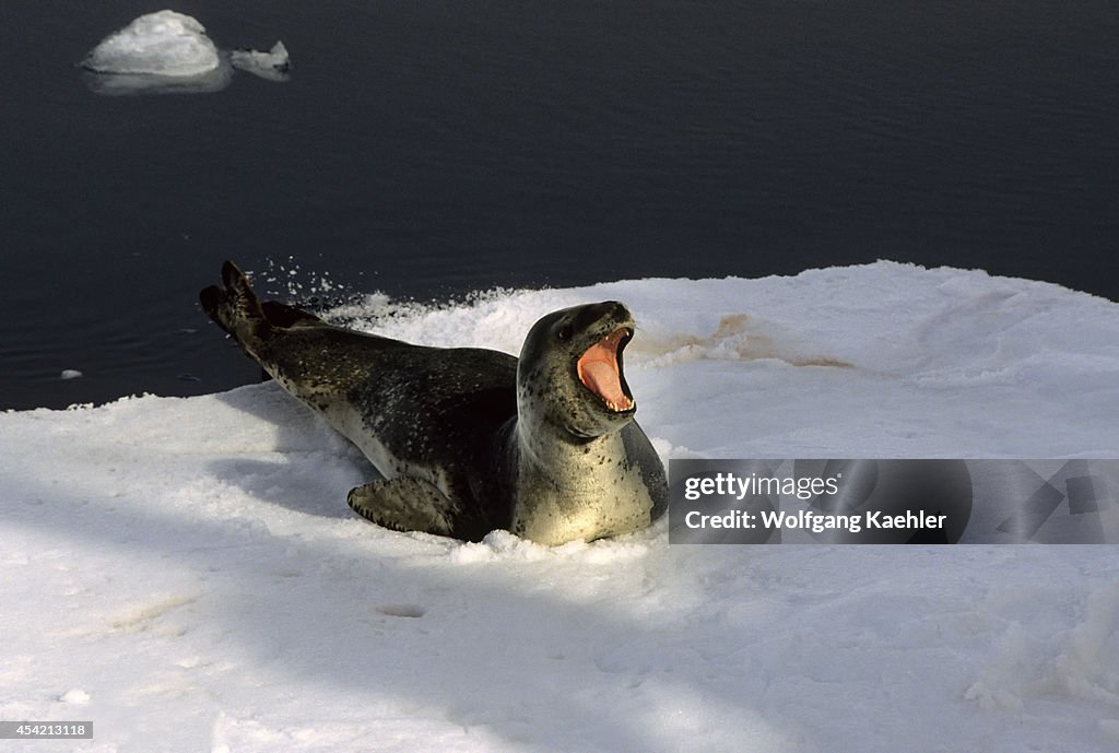Antarctic Peninsula Area, Leopard Seal On Icefloe...