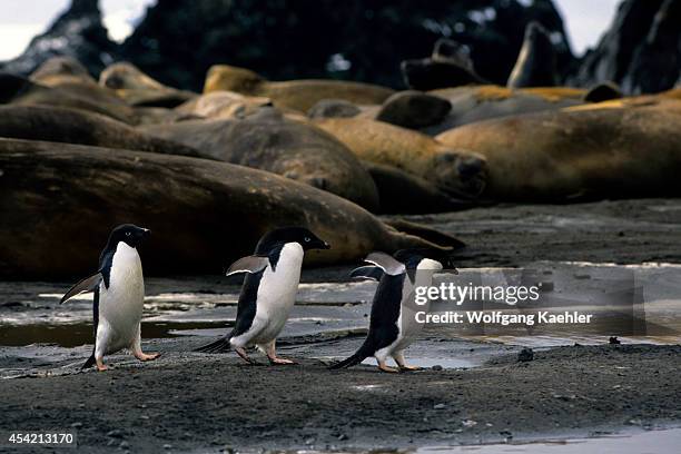 Antarctica, South Shetland Is King George Island, Lion's Rump, Elephant Seals And Adelie Penguins.