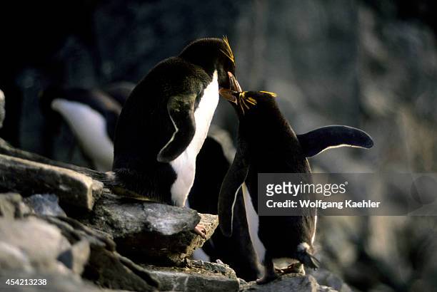 Antarctica, South Shetland Is Elephant Island, Cape Lookout, Macaroni Penguins.