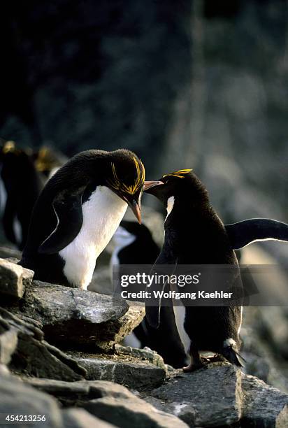 Antarctica, South Shetland Is Elephant Island, Cape Lookout, Macaroni Penguins.