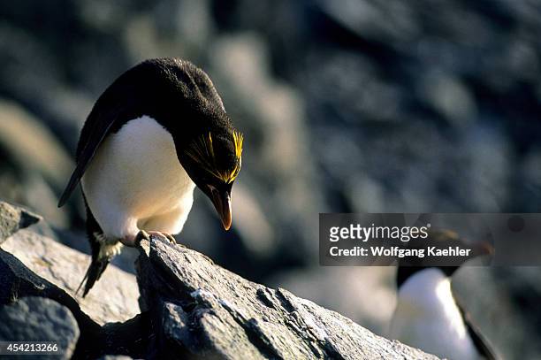 Antarctica, South Shetland Is Elephant Island, Cape Lookout, Macaroni Penguin.