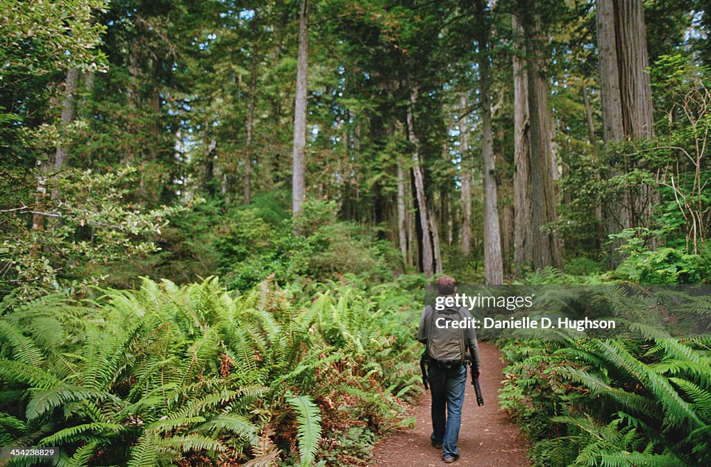 Hiker Walking Through Giant Ferns