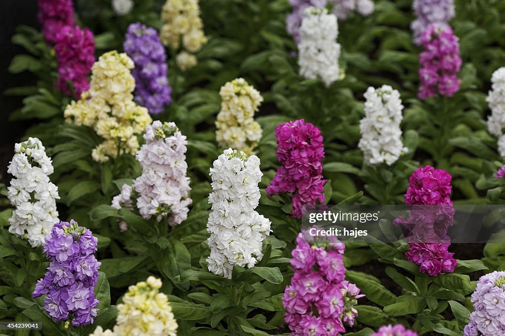 Bed of flowers