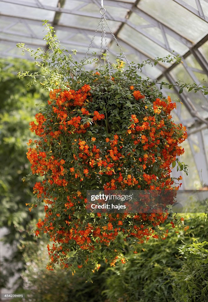 Ramo de flores para colgar naranja