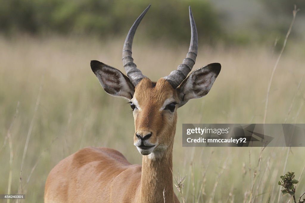 Impala