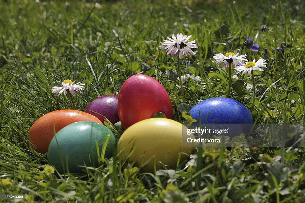 Easter eggs and daisies