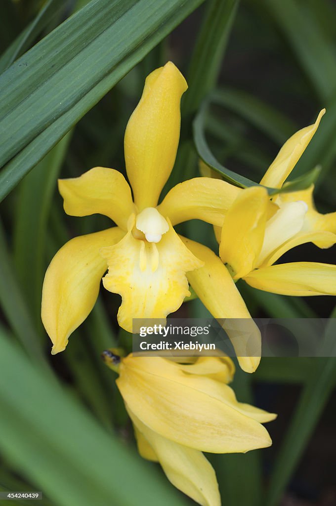 Orchid or Cymbidium simulans Rolfe