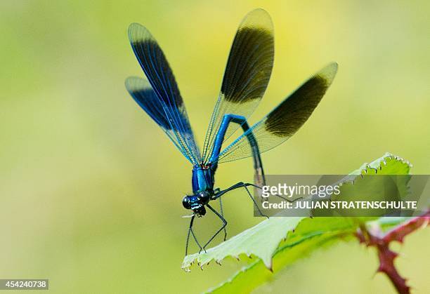 Male banded demoiselle sits on a leaf at the "Leineaue zwischen Ruthe und Koldingen" nature reserve near Hanover, central Germany, on August 26,...