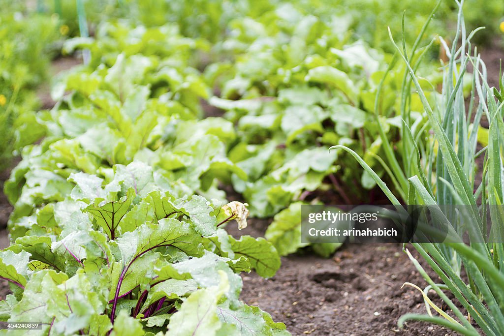 Community garden