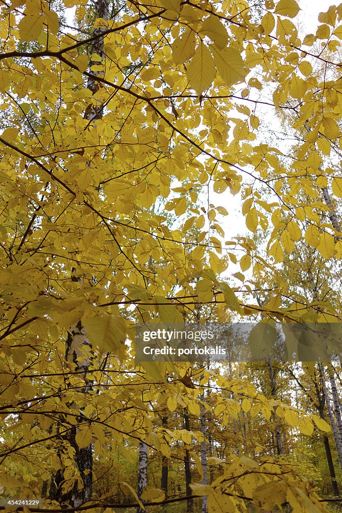 Feuilles d'automne sur tree