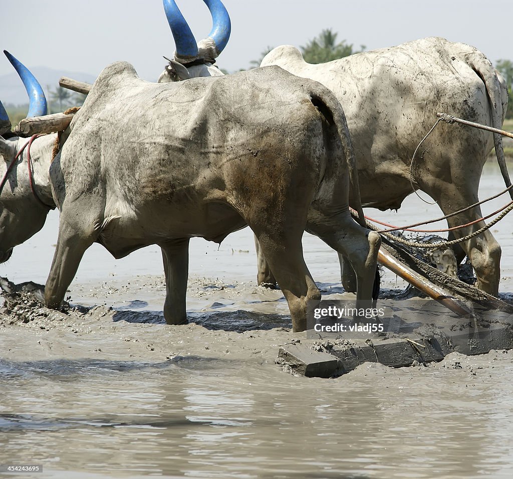 Buffaloes in campi di riso, Kerala, India meridionale