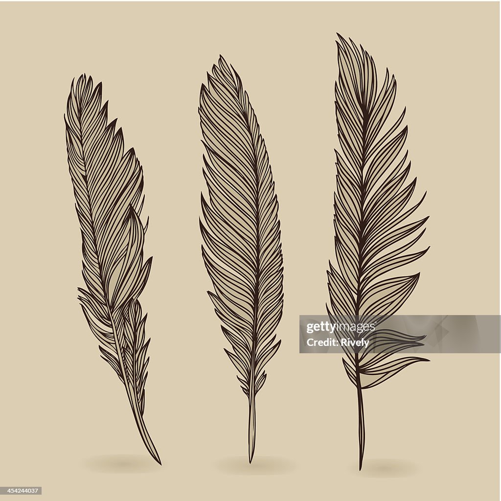 Feathers of bird - vector retro vintage set