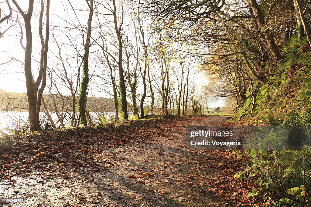 Autumn Pathway. Co.Cork, Ireland.