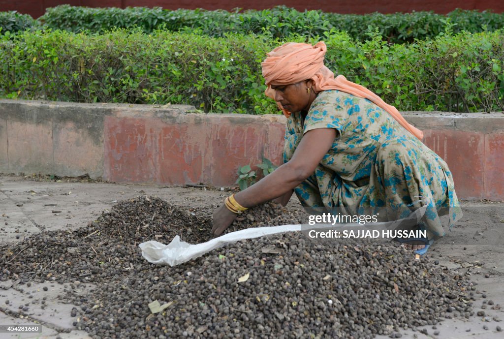 INDIA-HEALTH-JAMUN-SEEDS