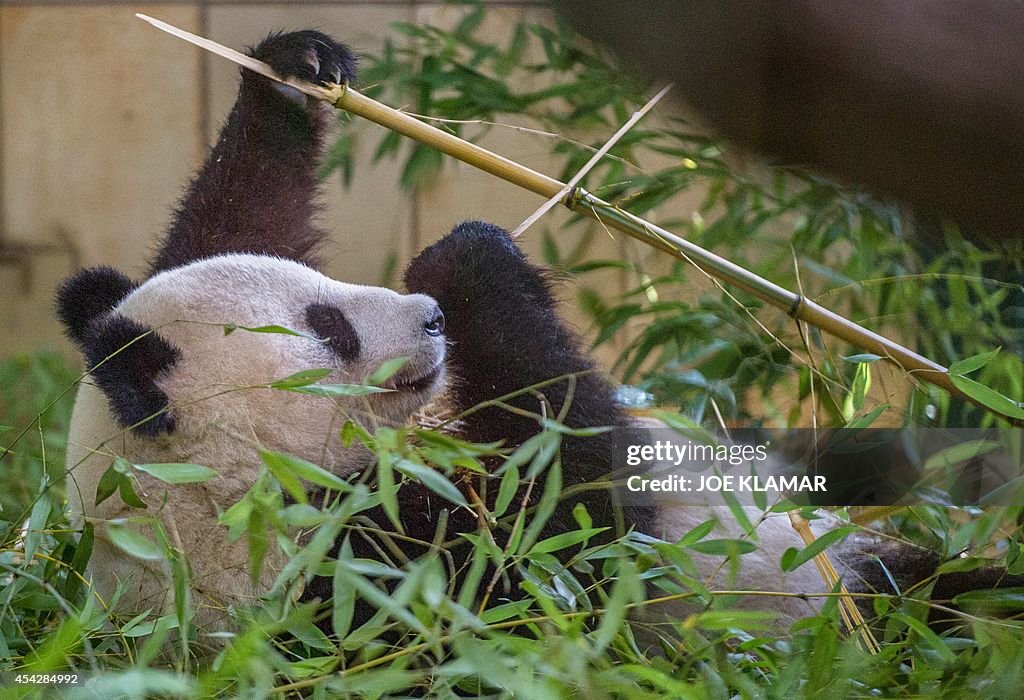 AUSTRIA-ANIMALS-ZOO-PANDA