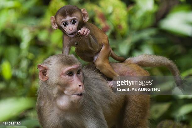Rhesus monkey carries her baby on her back at the Hlawga National Park, in Mingaladon, some 22 miles north of Yangon on August 28, 2014. The...